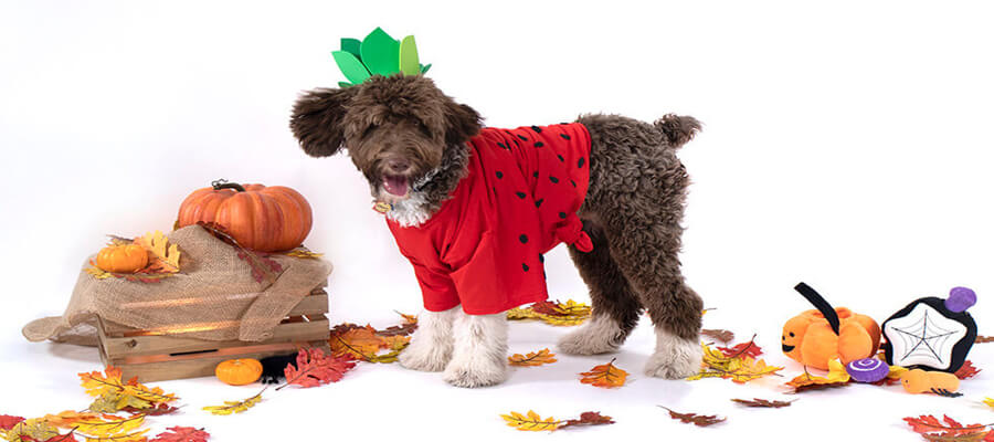 7 Fun DIY Dog Costumes for Halloween